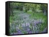 Lupine Meadow and Oregon white oaks, Columbia River Gorge National Scenic Area, Oregon, USA-Charles Gurche-Framed Stretched Canvas