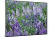 Lupine Meadow and Oregon white oaks, Columbia River Gorge National Scenic Area, Oregon, USA-Charles Gurche-Mounted Photographic Print