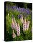 Lupine, Near Silver Bay, Northeastern Minnesota, Usa-Rob Sheppard-Stretched Canvas