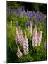 Lupine, Near Silver Bay, Northeastern Minnesota, Usa-Rob Sheppard-Mounted Photographic Print