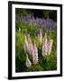 Lupine, Near Silver Bay, Northeastern Minnesota, Usa-Rob Sheppard-Framed Photographic Print