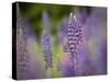 Lupine, Near Silver Bay, Northeastern Minnesota, Usa-Rob Sheppard-Stretched Canvas