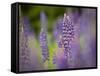 Lupine, Near Silver Bay, Northeastern Minnesota, Usa-Rob Sheppard-Framed Stretched Canvas