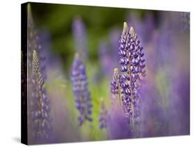 Lupine, Near Silver Bay, Northeastern Minnesota, Usa-Rob Sheppard-Stretched Canvas