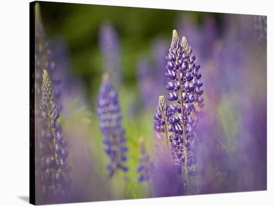 Lupine, Near Silver Bay, Northeastern Minnesota, Usa-Rob Sheppard-Stretched Canvas