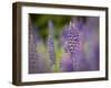 Lupine, Near Silver Bay, Northeastern Minnesota, Usa-Rob Sheppard-Framed Photographic Print