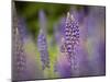 Lupine, Near Silver Bay, Northeastern Minnesota, Usa-Rob Sheppard-Mounted Photographic Print