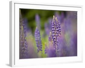 Lupine, Near Silver Bay, Northeastern Minnesota, Usa-Rob Sheppard-Framed Photographic Print