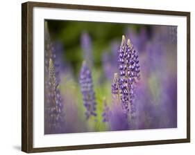 Lupine, Near Silver Bay, Northeastern Minnesota, Usa-Rob Sheppard-Framed Photographic Print