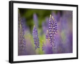 Lupine, Near Silver Bay, Northeastern Minnesota, Usa-Rob Sheppard-Framed Photographic Print