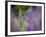 Lupine, Near Silver Bay, Northeastern Minnesota, Usa-Rob Sheppard-Framed Photographic Print