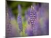 Lupine, Near Silver Bay, Northeastern Minnesota, Usa-Rob Sheppard-Mounted Photographic Print