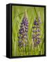 Lupine, Near Silver Bay, Northeastern Minnesota, Usa-Rob Sheppard-Framed Stretched Canvas