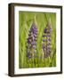 Lupine, Near Silver Bay, Northeastern Minnesota, Usa-Rob Sheppard-Framed Photographic Print