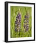 Lupine, Near Silver Bay, Northeastern Minnesota, Usa-Rob Sheppard-Framed Photographic Print