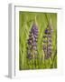 Lupine, Near Silver Bay, Northeastern Minnesota, Usa-Rob Sheppard-Framed Photographic Print