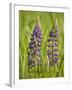 Lupine, Near Silver Bay, Northeastern Minnesota, Usa-Rob Sheppard-Framed Photographic Print