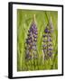 Lupine, Near Silver Bay, Northeastern Minnesota, Usa-Rob Sheppard-Framed Photographic Print