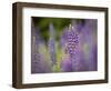 Lupine, Near Silver Bay, Northeastern Minnesota, Usa-Rob Sheppard-Framed Photographic Print