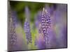 Lupine, Near Silver Bay, Northeastern Minnesota, Usa-Rob Sheppard-Mounted Photographic Print