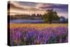 Lupine Sunrise-Darren White Photography-Stretched Canvas