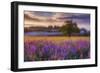 Lupine Sunrise-Darren White Photography-Framed Giclee Print