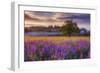 Lupine Sunrise-Darren White Photography-Framed Giclee Print