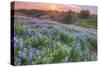 Lupine Sunset at Table Mountain, Northern California-Vincent James-Stretched Canvas