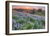 Lupine Sunset at Table Mountain, Northern California-Vincent James-Framed Photographic Print