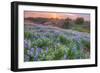 Lupine Sunset at Table Mountain, Northern California-Vincent James-Framed Photographic Print