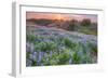 Lupine Sunset at Table Mountain, Northern California-Vincent James-Framed Photographic Print