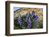 Lupine wildflowers along the Rocky Mountain Front near Choteau, Montana, USA-Chuck Haney-Framed Photographic Print