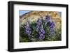 Lupine wildflowers along the Rocky Mountain Front near Choteau, Montana, USA-Chuck Haney-Framed Photographic Print