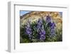 Lupine wildflowers along the Rocky Mountain Front near Choteau, Montana, USA-Chuck Haney-Framed Photographic Print