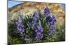 Lupine wildflowers along the Rocky Mountain Front near Choteau, Montana, USA-Chuck Haney-Mounted Photographic Print