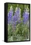 Lupine Wildflowers in Glacier National Park, Montana, USA-Chuck Haney-Framed Stretched Canvas