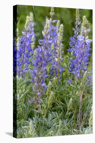 Lupine Wildflowers in Glacier National Park, Montana, USA-Chuck Haney-Stretched Canvas
