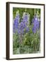 Lupine Wildflowers in Glacier National Park, Montana, USA-Chuck Haney-Framed Photographic Print