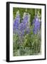 Lupine Wildflowers in Glacier National Park, Montana, USA-Chuck Haney-Framed Photographic Print