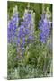 Lupine Wildflowers in Glacier National Park, Montana, USA-Chuck Haney-Mounted Photographic Print