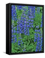 Lupine Wildflowers, Montana, USA-Chuck Haney-Framed Stretched Canvas