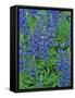 Lupine Wildflowers, Montana, USA-Chuck Haney-Framed Stretched Canvas