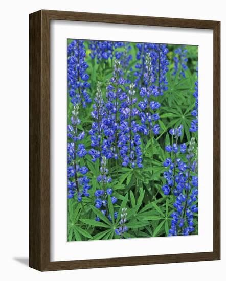 Lupine Wildflowers, Montana, USA-Chuck Haney-Framed Photographic Print