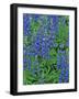 Lupine Wildflowers, Montana, USA-Chuck Haney-Framed Photographic Print