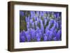 Lupine Wildflowers-Lindsay Daniels-Framed Photographic Print