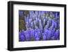 Lupine Wildflowers-Lindsay Daniels-Framed Photographic Print