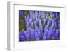 Lupine Wildflowers-Lindsay Daniels-Framed Photographic Print