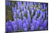 Lupine Wildflowers-Lindsay Daniels-Mounted Photographic Print