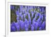 Lupine Wildflowers-Lindsay Daniels-Framed Photographic Print