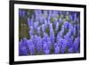 Lupine Wildflowers-Lindsay Daniels-Framed Photographic Print